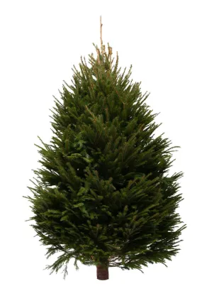 10ft Norway Spruce Christmas Tree