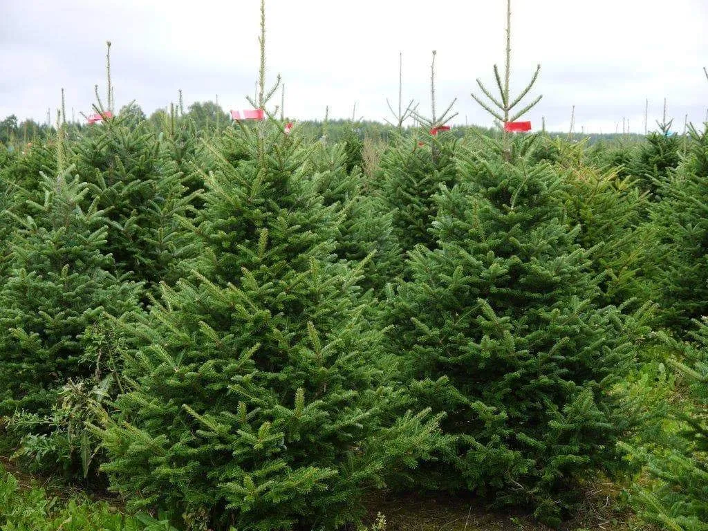 11ft Nordmann Fir Christmas Tree