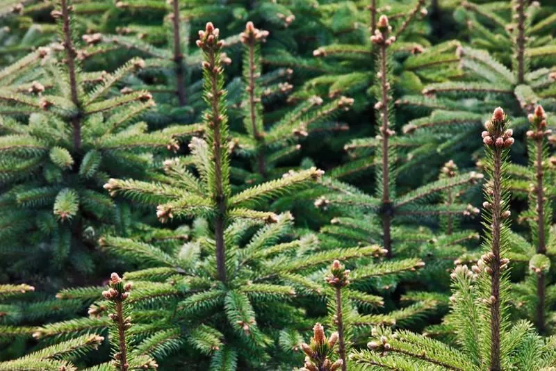 11ft Nordmann Fir Christmas Tree