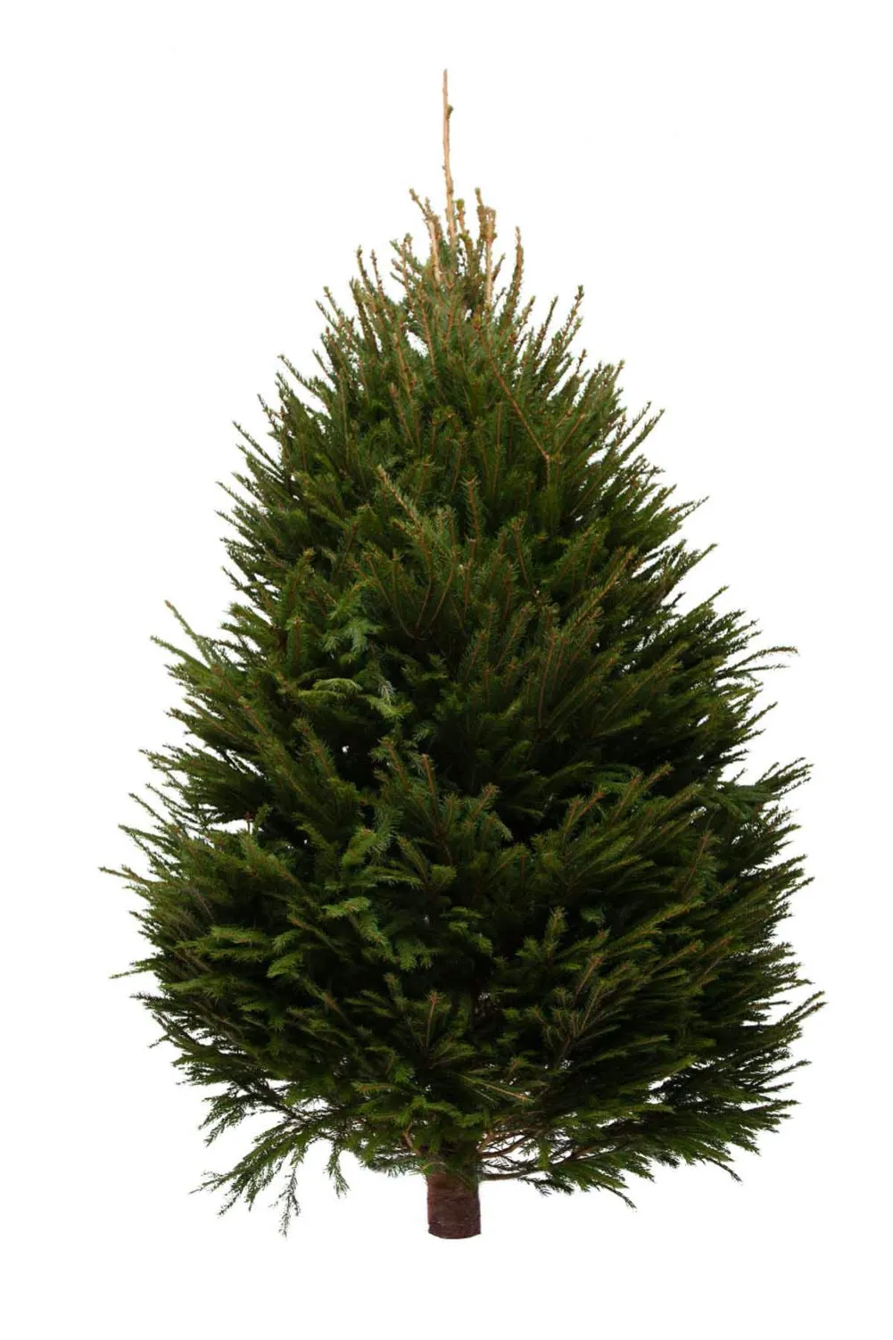 11ft Norway Spruce Christmas Tree