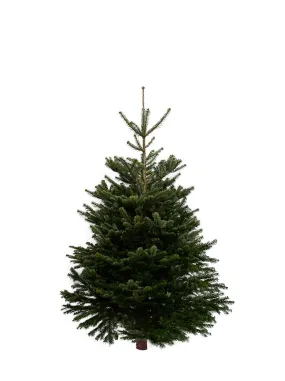 6ft Nordmann Fir Christmas Tree