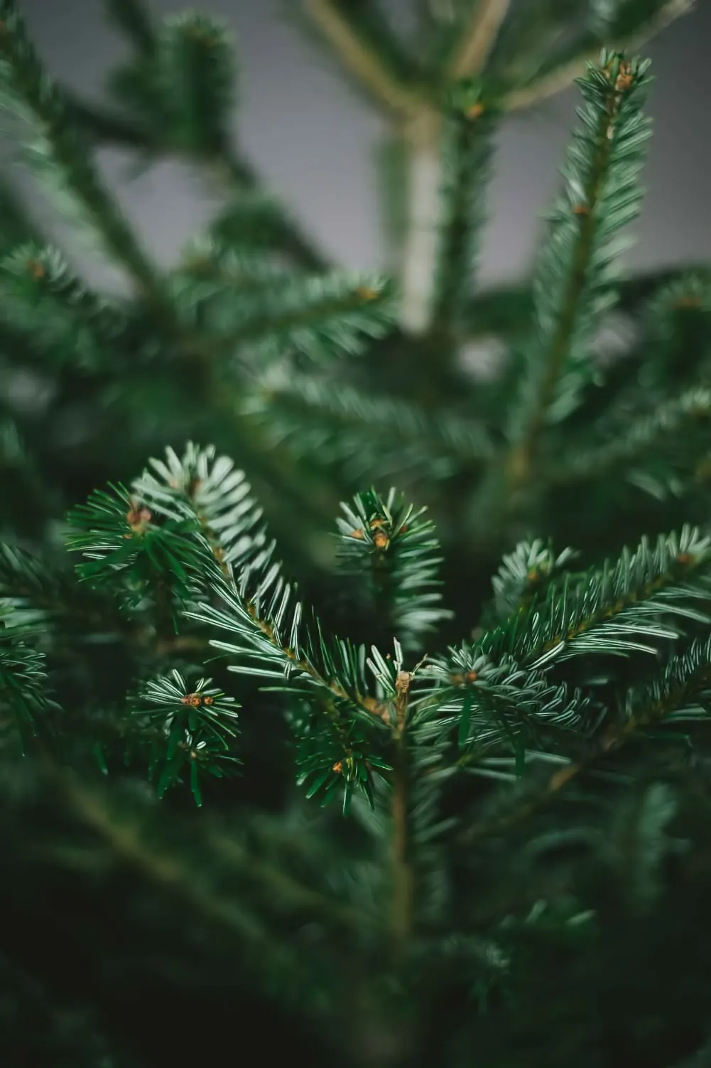 7ft Nordmann Fir Christmas Tree