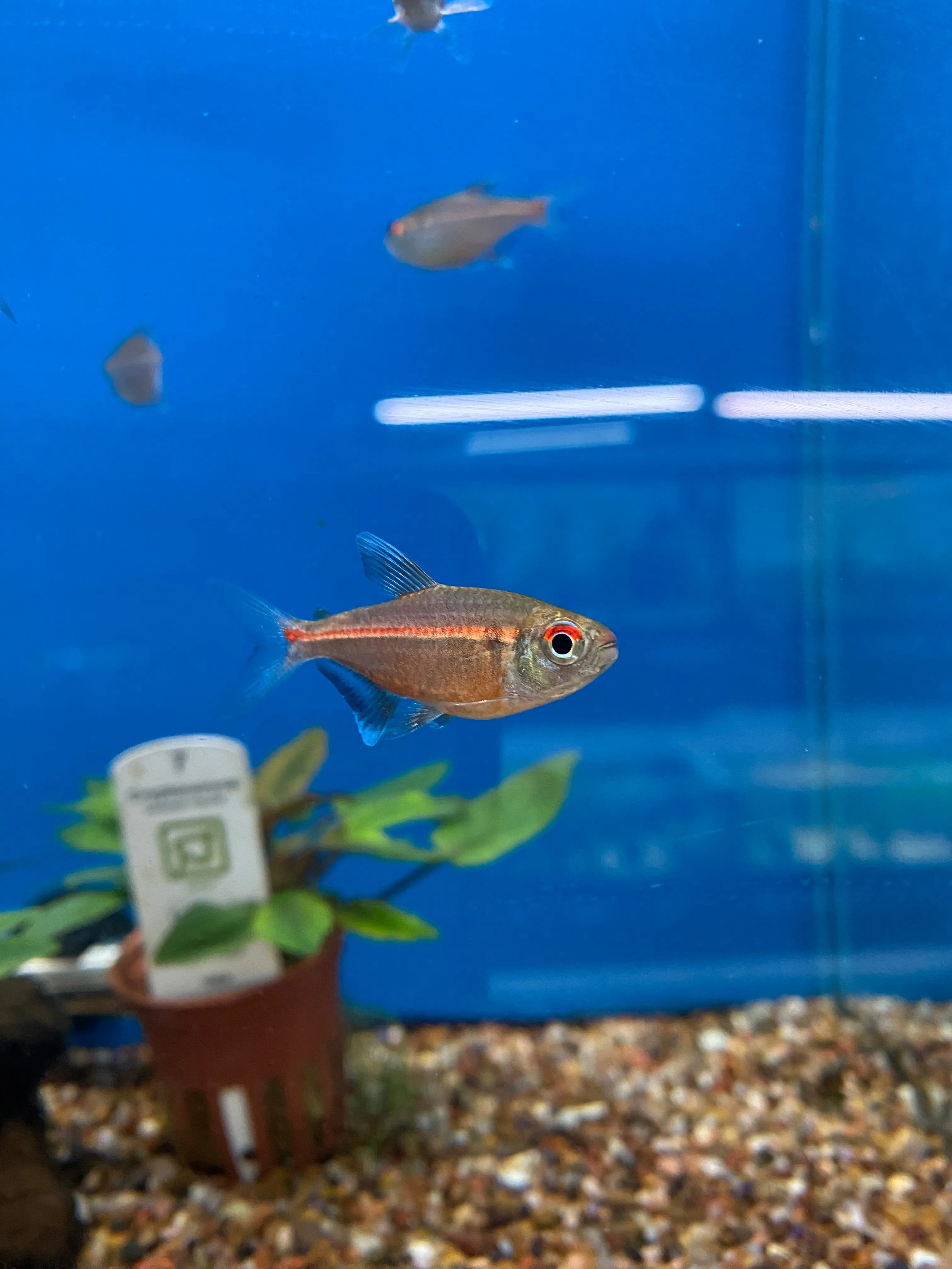 Red Laser Tetra